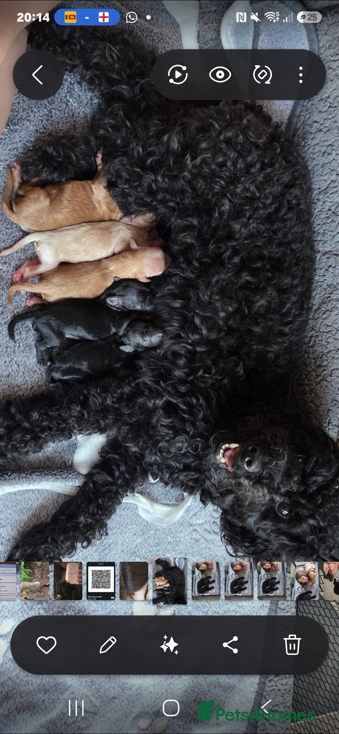 Toy Poodle dogs Beautiful Toy Poodle Ready to be reserved  - Advert 2