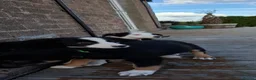 Border Collie dogs for sale: Border collie pups ready for their new homes - Advert 6