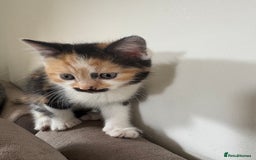 British Longhair cats for sale: Ginger tortoishell and calico male & female kitten - Image 6