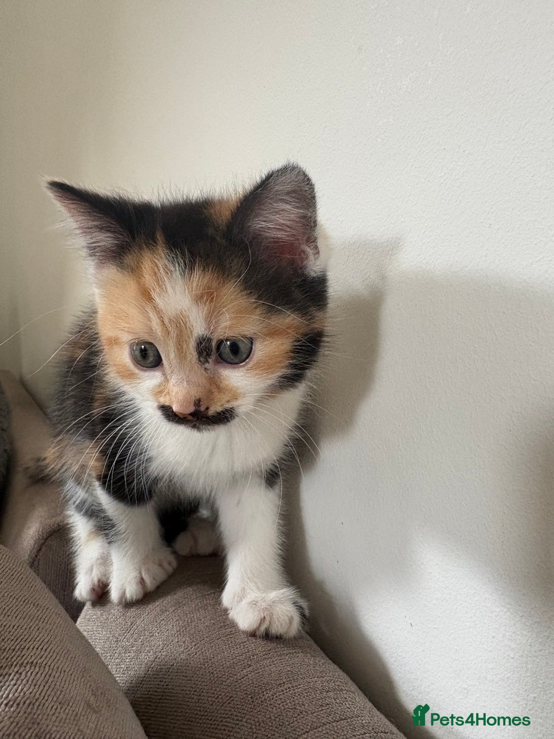 British Longhair cats for sale: Ginger tortoishell and calico male & female kitten - Image 6