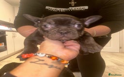 French Bulldog dogs for sale: FRENCH BULLDOG PUPPYS❤️ ready find forever home❤️ - Advert 14