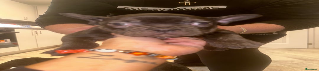 French Bulldog Puppy 1