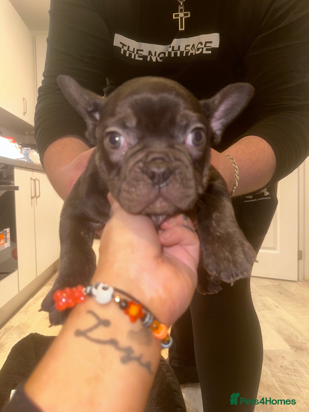 French Bulldog dogs for sale: FRENCH BULLDOG PUPPYS❤️ ready find forever home❤️ - Advert 14