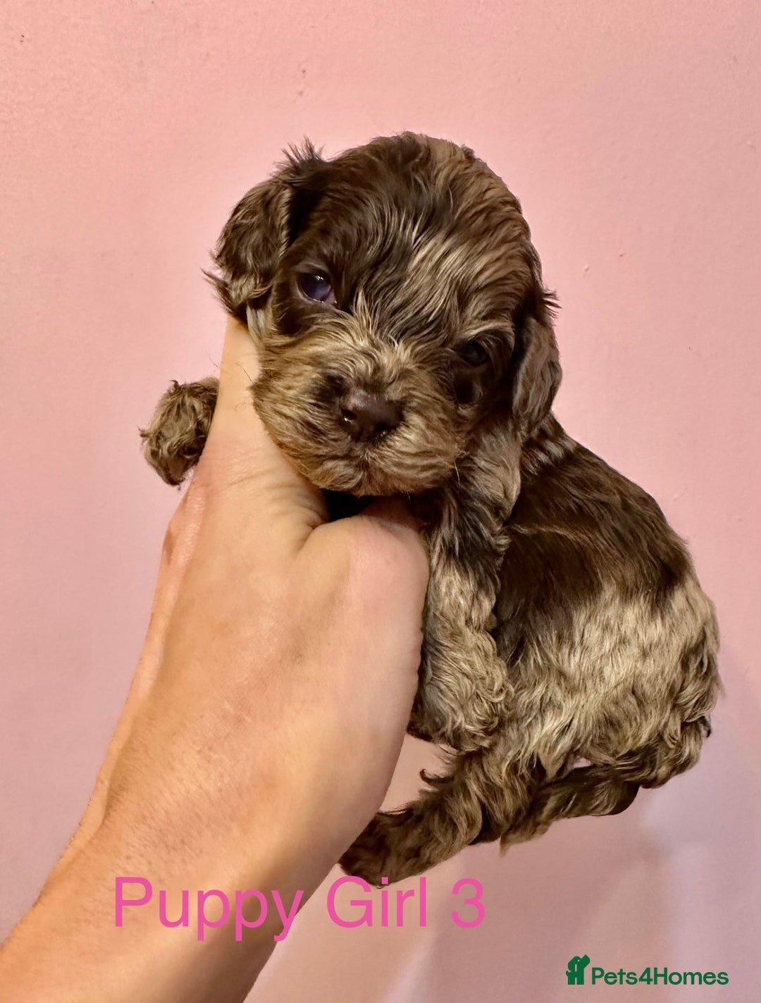 Cockapoo dogs for sale: Lovely American Cockapoo Pups Chocolates & Merles  - Advert 8