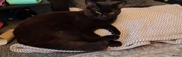 Mixed Breed cats for sale: Friendly young male cat looking for a loving home in Manchester - Advert 3