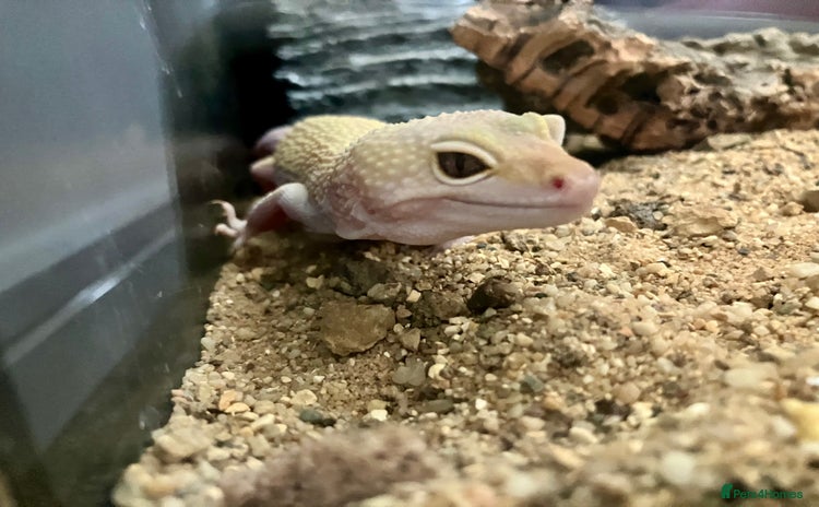 Leopard Gecko reptiles - Advert 1