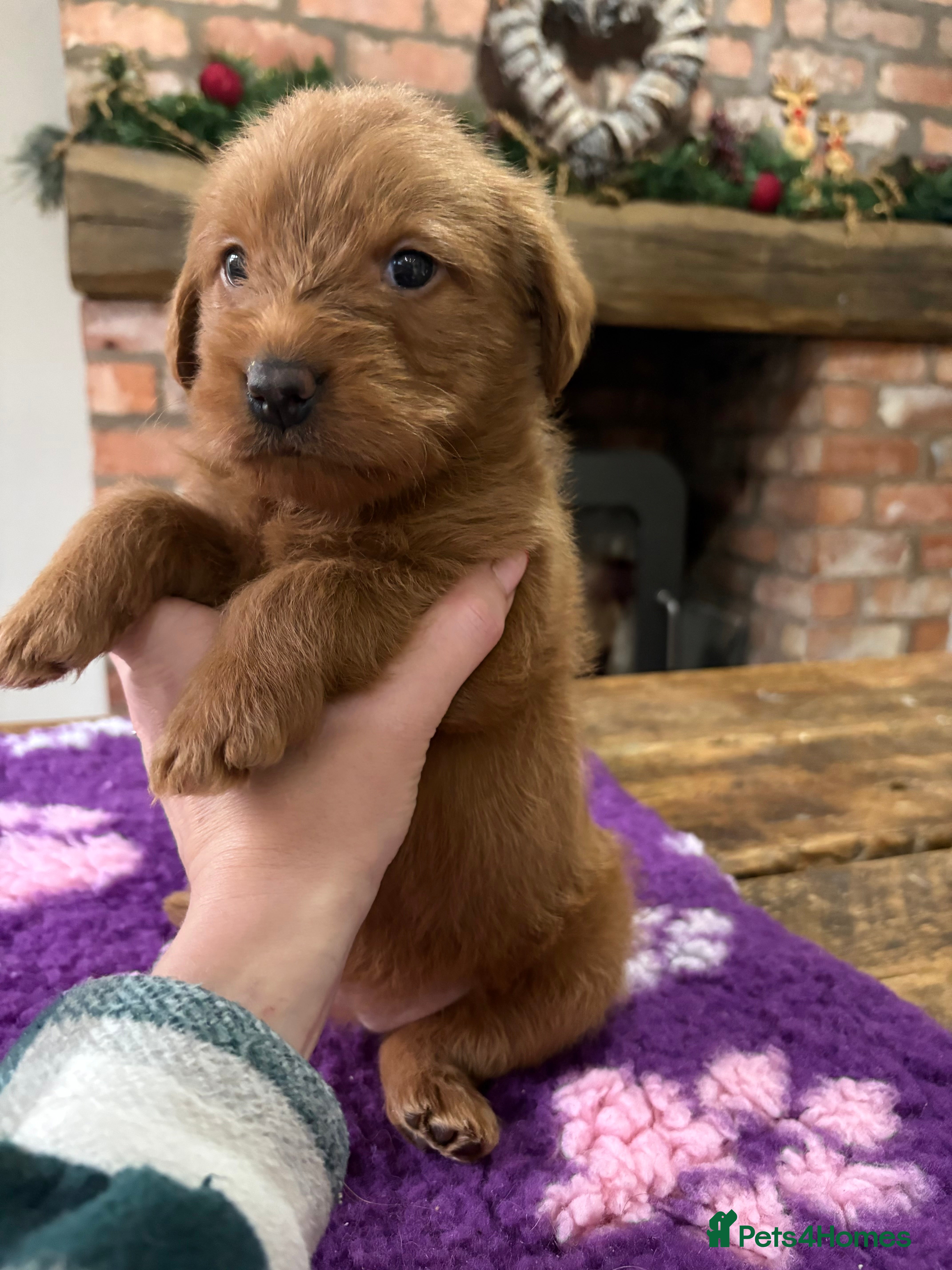 Labradoodle dogs Fully Health Tested Labradoodles F1B Deep Fox Red  - Advert 2