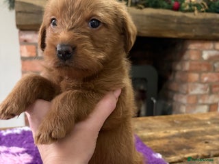 Labradoodle dogs Fully Health Tested Labradoodles F1B Deep Fox Red - Advert 9