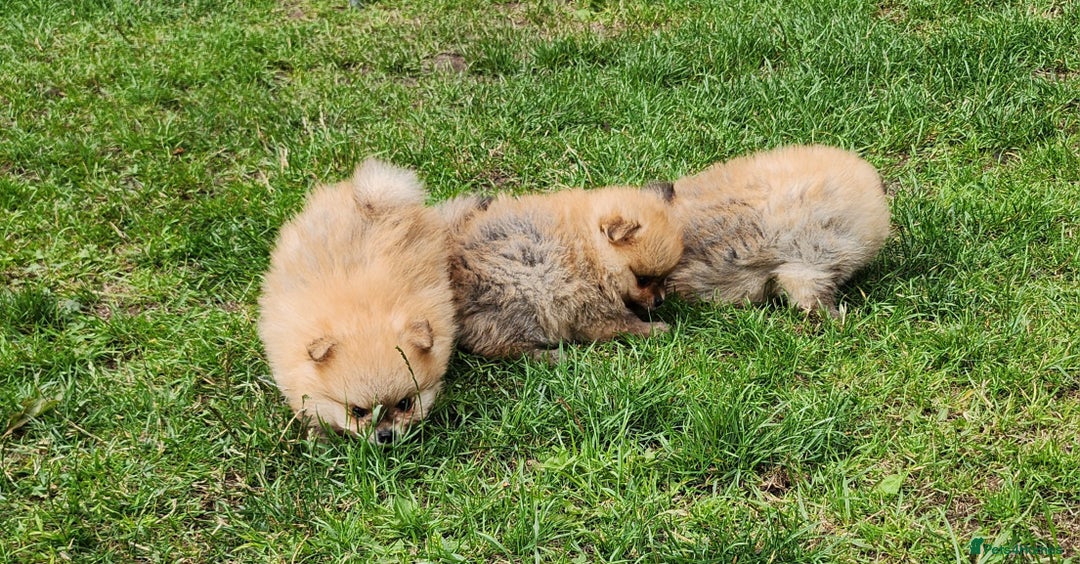 Pomeranian dogs for sale: Beautiful quality pomeranian girl puppies  - Image 13