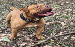 Olde English Bulldogge dogs for sale: Genetic Clear, Hip & Elbow Graded Breeding - Image 16
