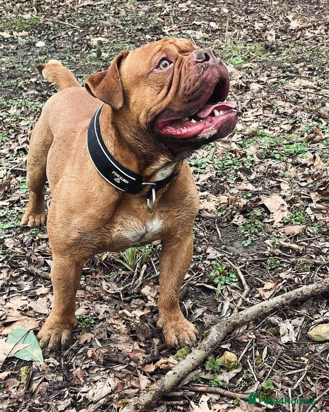 Olde English Bulldogge dogs for sale: Genetic Clear, Hip & Elbow Graded Breeding - Image 16