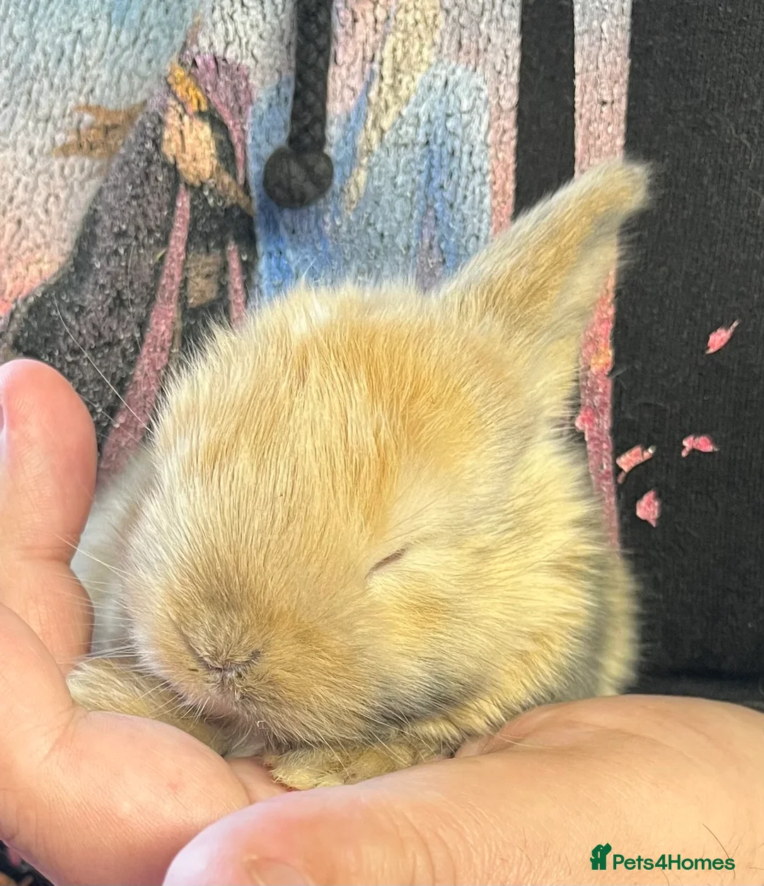 Mini Lop rabbits for sale: Early Spring Babies - Advert 2