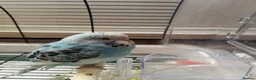 Budgerigars birds for sale: Budgie for sale - Advert 3