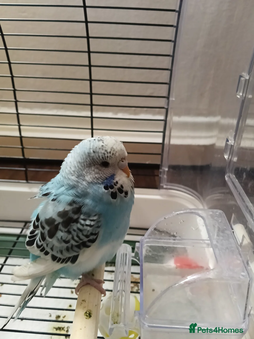 Budgerigars birds for sale: Budgie for sale - Advert 3