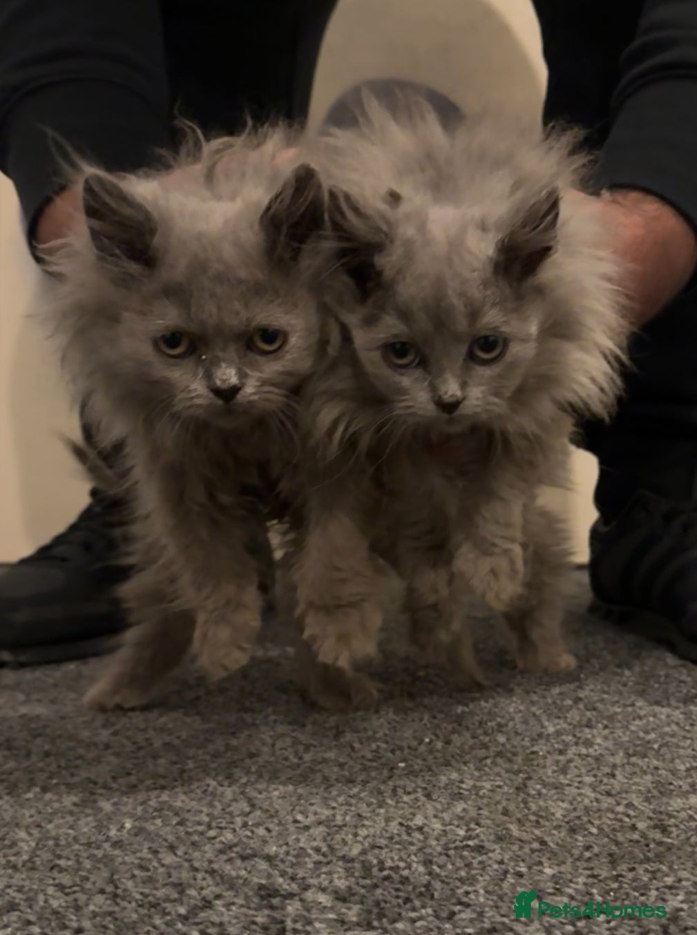British Longhair cats Adorable British Longhair Kittens Ready Now! - Advert 2
