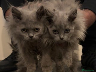 British Longhair cats Adorable British Longhair Kittens Ready Now! - Advert 1
