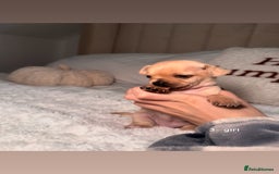 Chiweenie dogs for sale: chiweenie (dachshund x chihuahua) puppies - Image 9