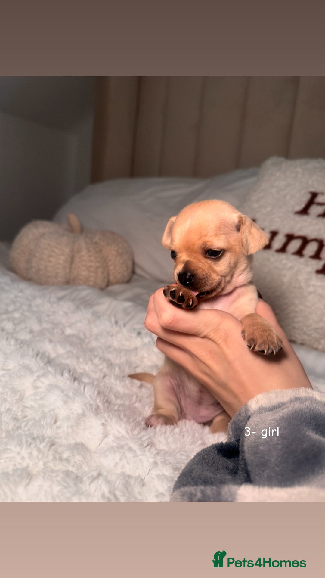 Chiweenie dogs for sale: chiweenie (dachshund x chihuahua) puppies - Image 9