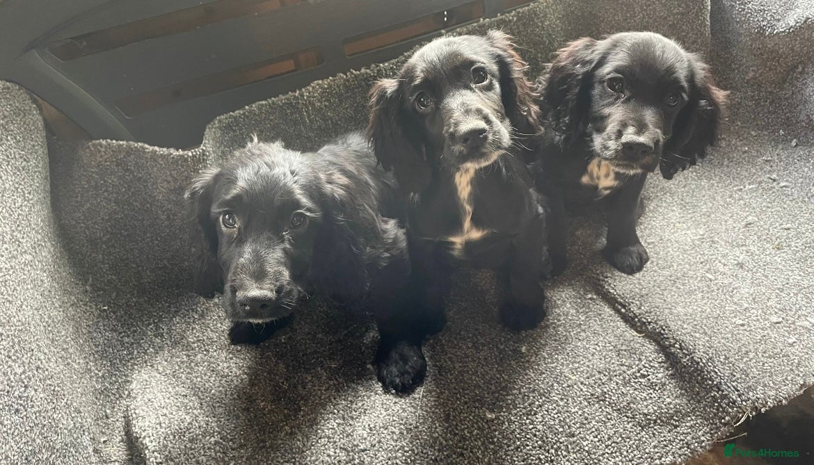 Cocker Spaniel dogs 3 gorgeous cocker spaniel puppy’s  - Advert 2