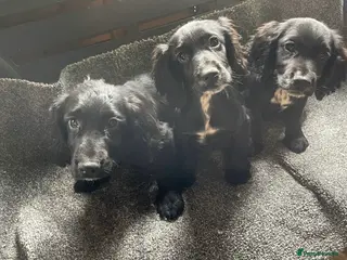 Cocker Spaniel dogs 3 gorgeous cocker spaniel puppy’s - Advert 2