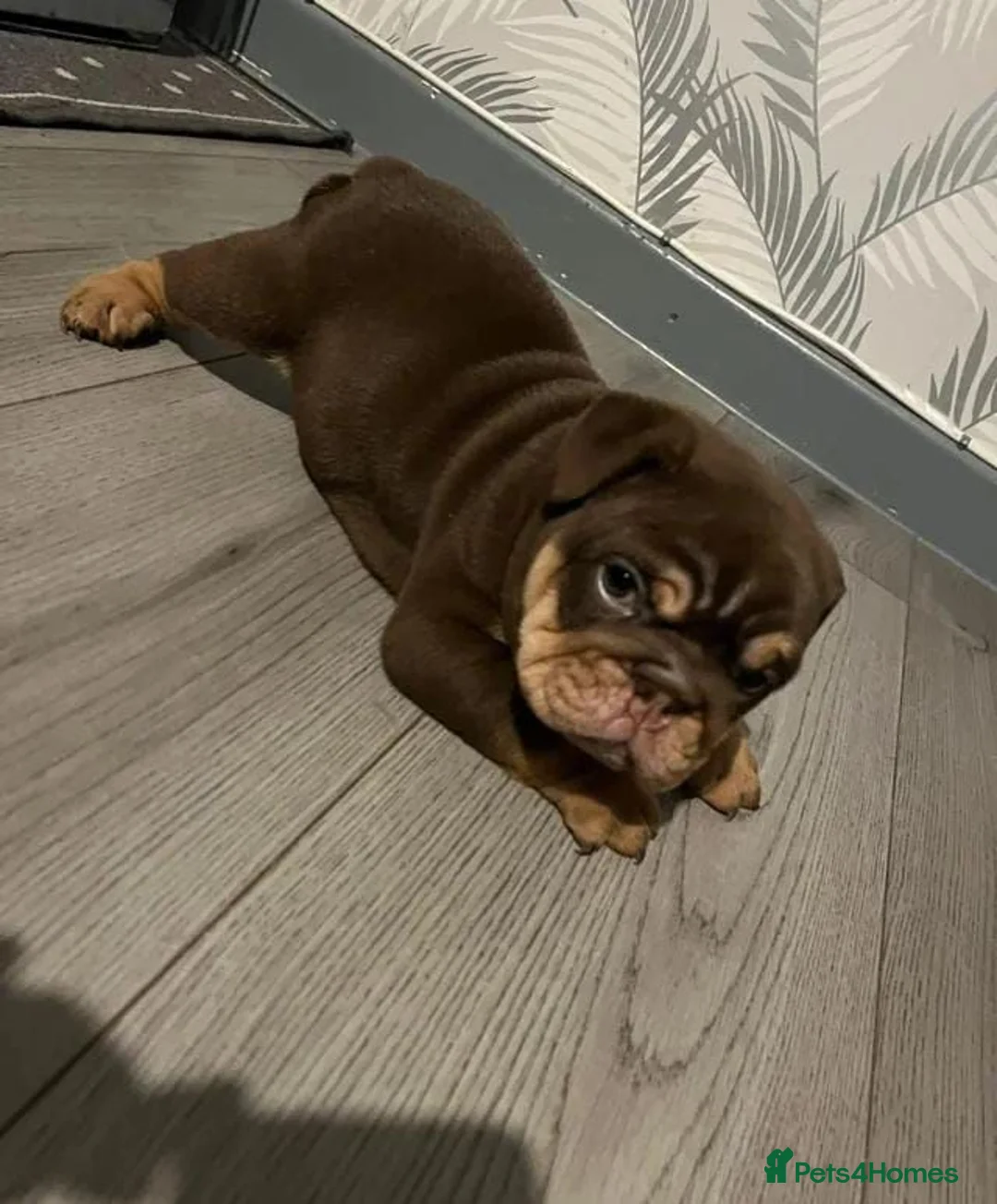 English Bulldog dogs for sale: Gorgeous English Bulldog Puppies Available - Advert 10