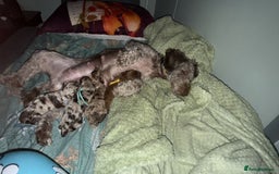 Cockapoo dogs for sale: F2bb Cockapoo Chocolate Merle Puppies - Image 1