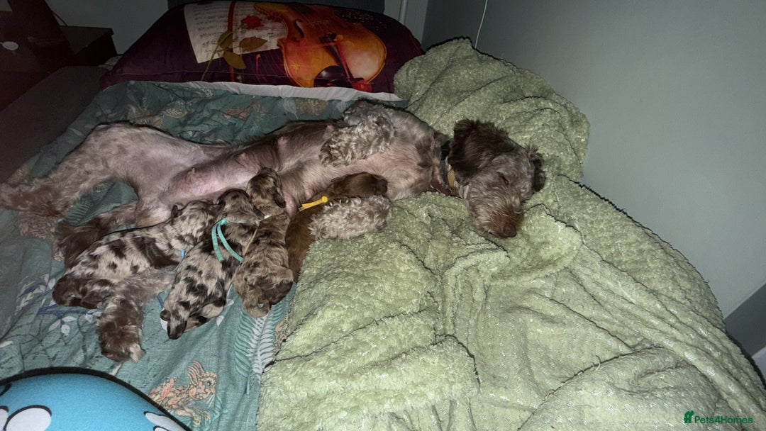 Cockapoo dogs for sale: F2bb Cockapoo Chocolate Merle Puppies - Image 1