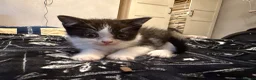 British Shorthair cats for sale: Kittens ready for a new home  - Advert 21