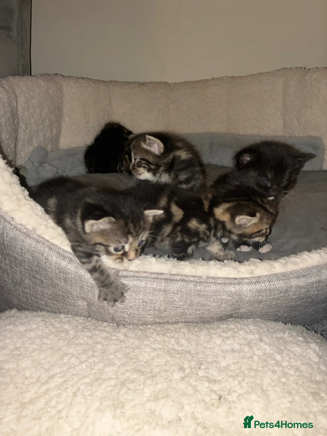 Mixed Breed cats for sale: domestic cats - Advert 1