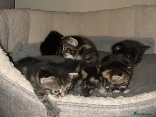 Mixed Breed cats domestic cats - Advert 1