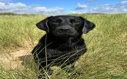 Labrador Retriever dogs for stud: FULLY HEALTH TESTED STUD DOG - Image 5