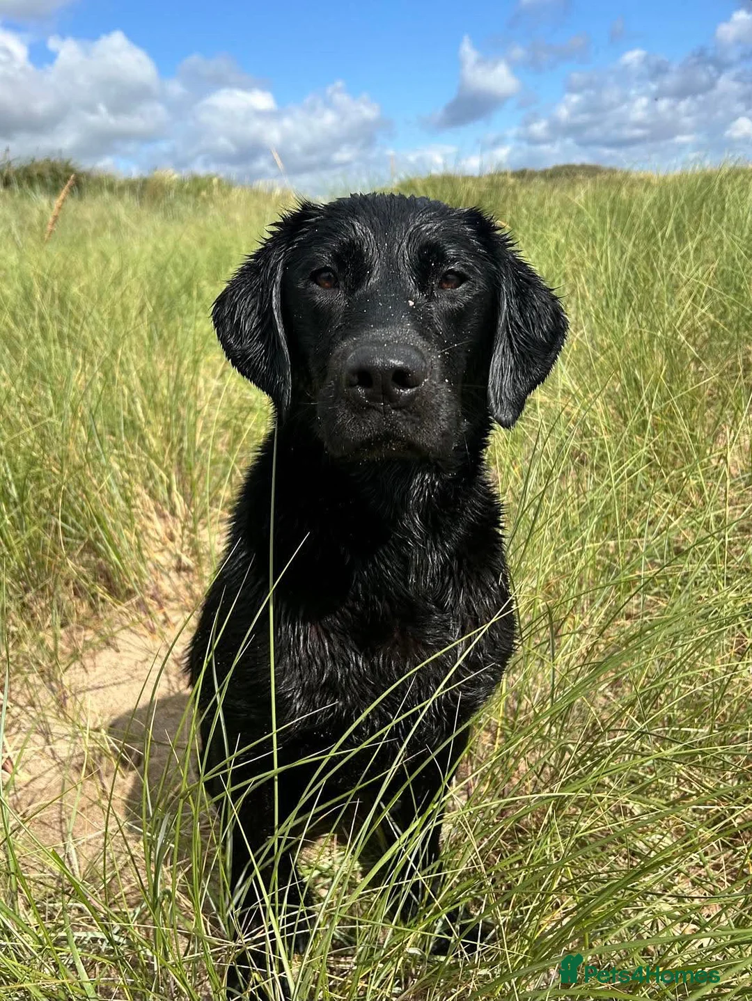 Labrador Retriever dogs for stud: FULLY HEALTH TESTED PROVEN STUD DOG - Advert 5