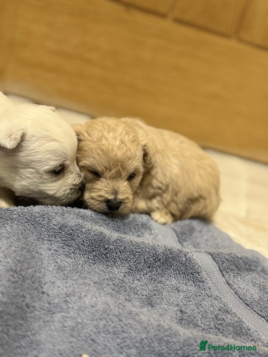 Mixed Breed dogs for sale: DNA Health tested Westie-poos  - Advert 2