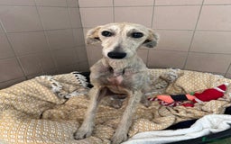 Lurcher dogs for adoption: Schmitt - Image 2