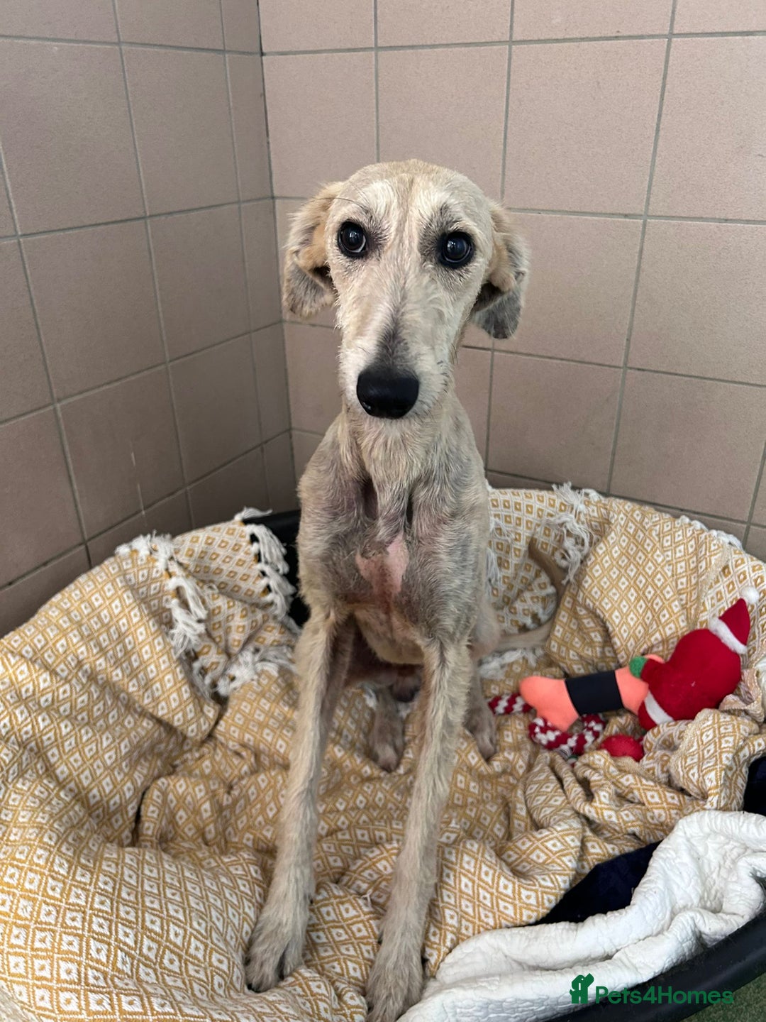 Lurcher dogs for adoption: Schmitt - Image 2
