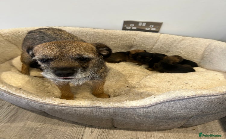 Border Terrier dogs - Advert 1