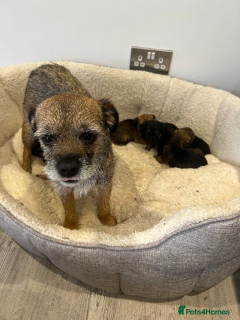 Border Terrier dogs - Advert 1