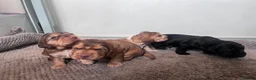 Cocker Spaniel dogs for sale: Gorgeous KC Reg Show Cocker Spaniels in Lancaster - Advert 5