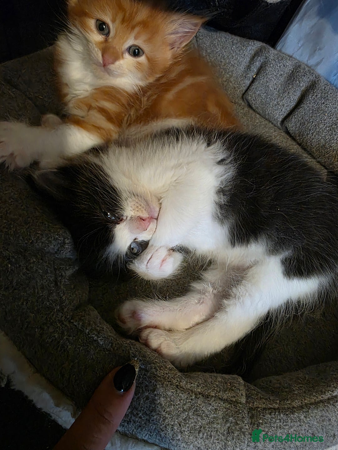 Maine Coon cats for sale: Polydactyl mainecoon/ragdoll 1 male left  - Image 5
