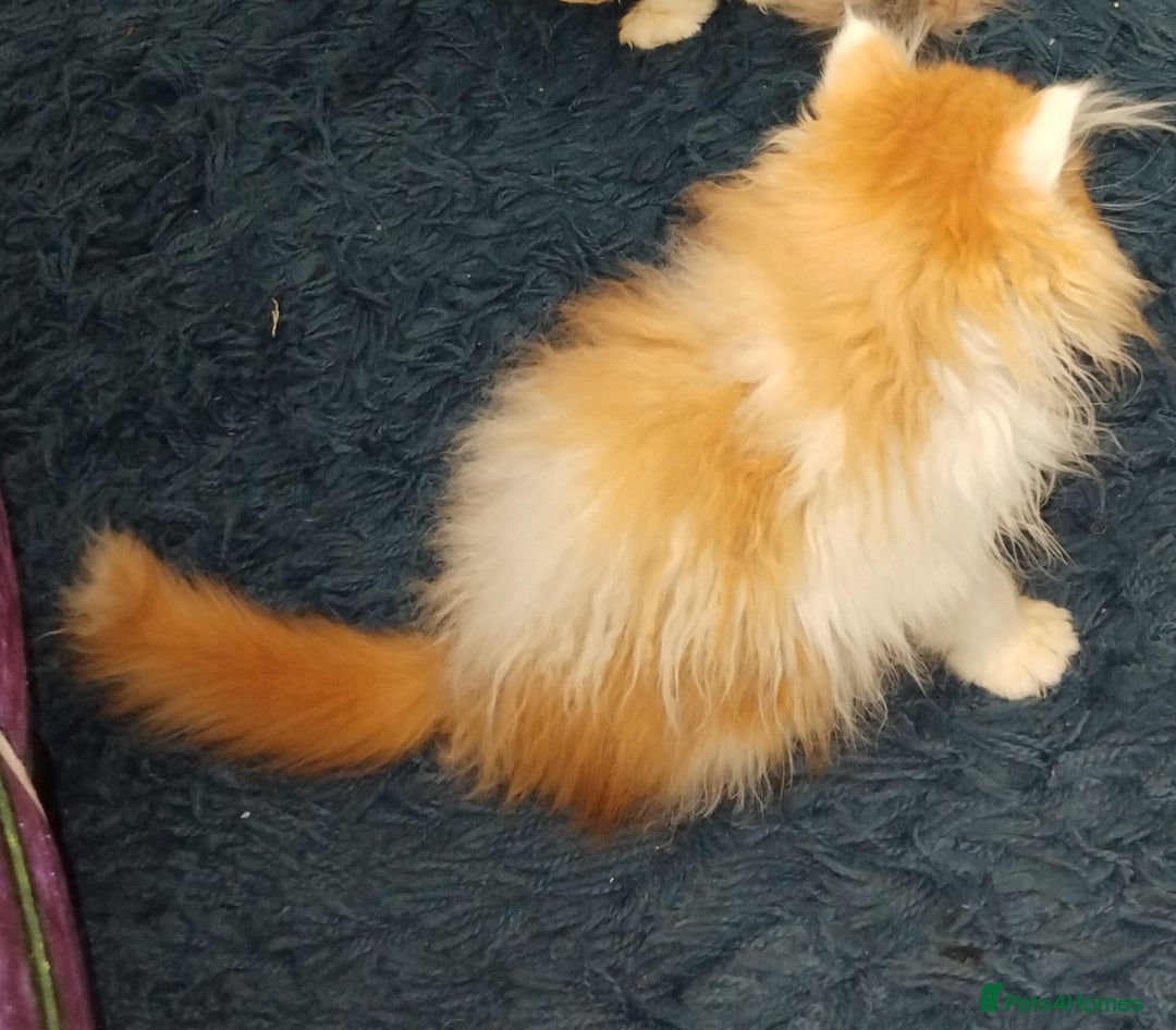 Persian cats for sale: Beautiful persian kittens  - Advert 6