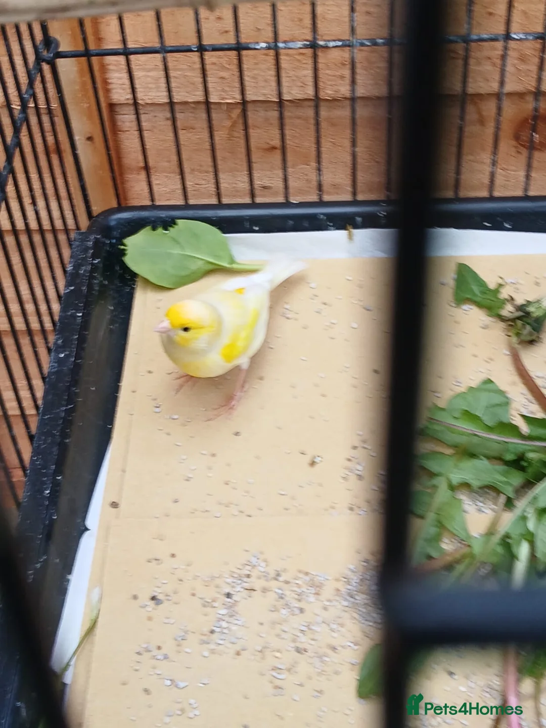 Canaries birds for sale: Beautiful male canaries for sale in Kettering - Advert 3