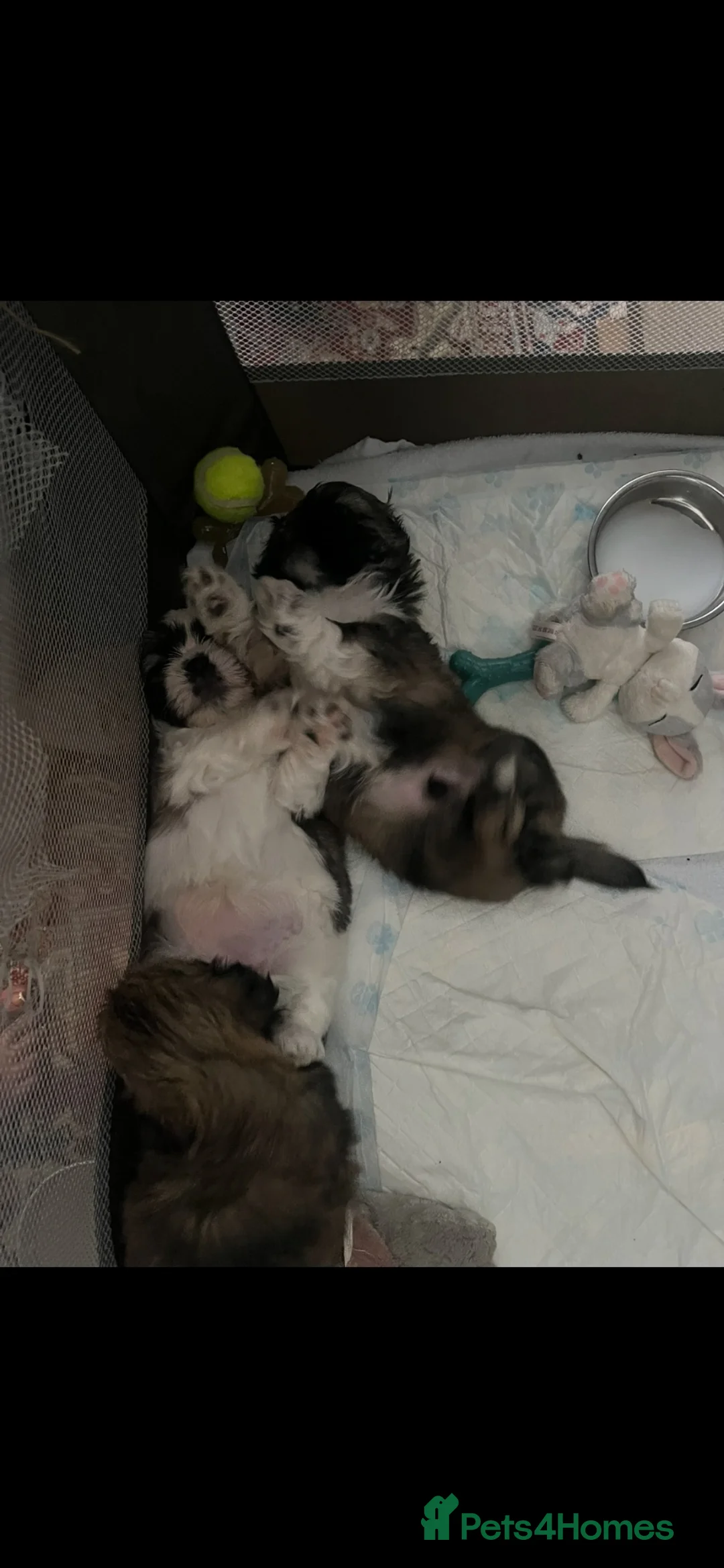 Shih Tzu dogs for sale: 12 week old Male shihtzu puppy - Advert 2