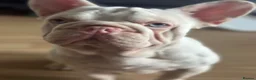 French Bulldog dogs for stud: Male pink  **  French bulldog - Advert 7