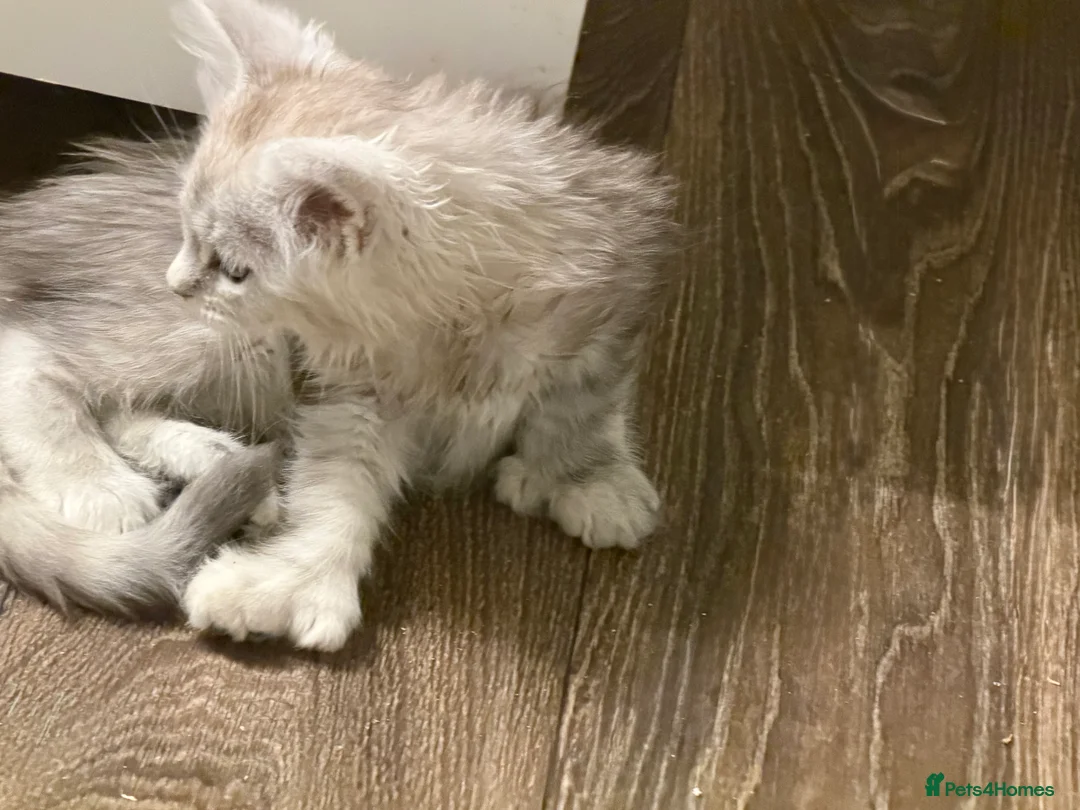 Maine Coon cats for sale: Registered Maine coon kittens  - Advert 5