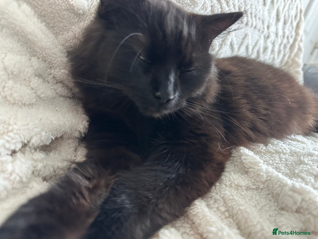 Maine Coon cats for sale: Beautiful main coon  - Image 4