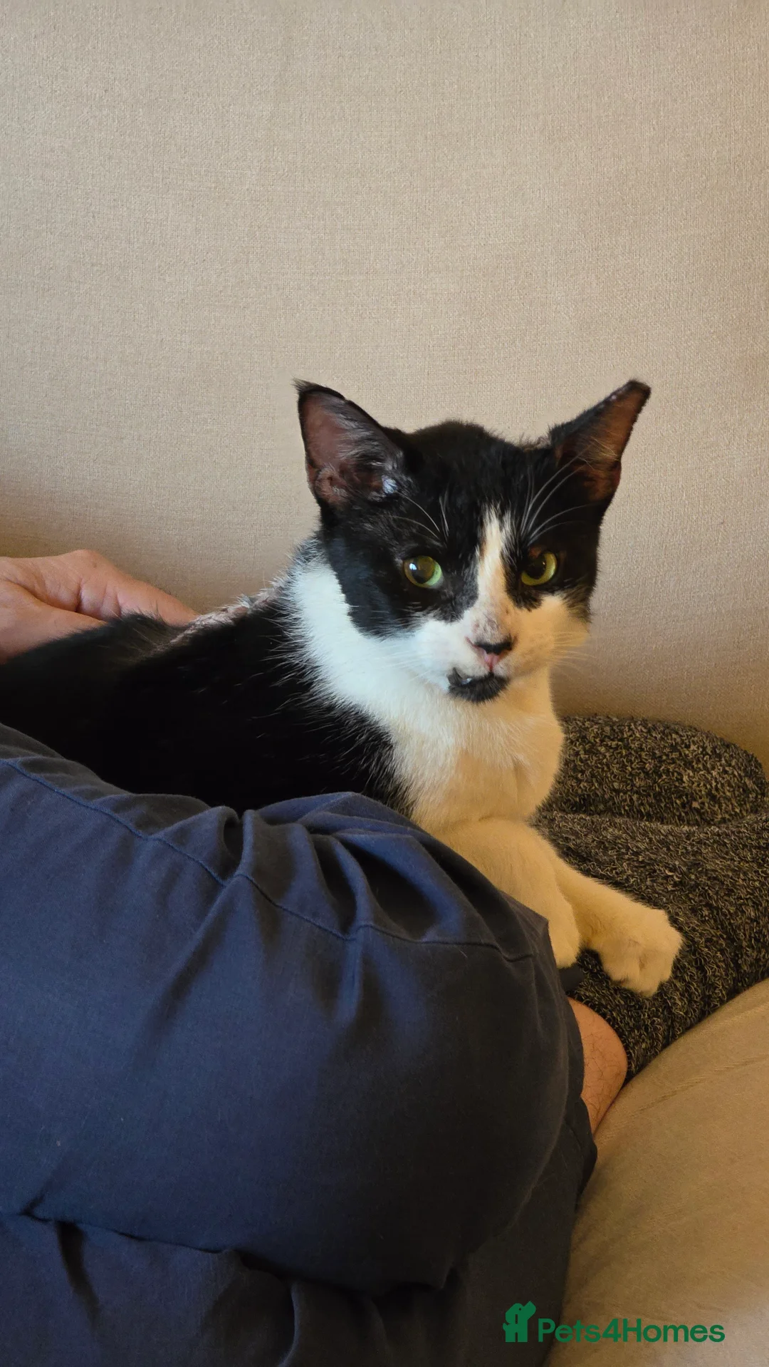 Mixed Breed cats for adoption: [Indoors Only] Thomas - The perfect impurrfect boy - Advert 2