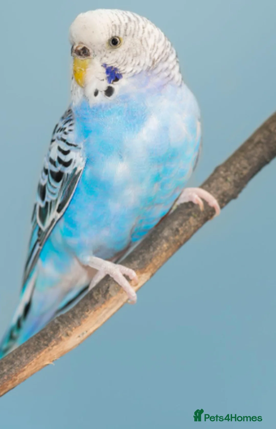 Budgerigars birds for sale: Baby Budgies 6 weeks old ready now. - Advert 2