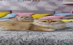 British Shorthair cats for sale: Golden British shorthair Pedigree Neutered  - Image 16