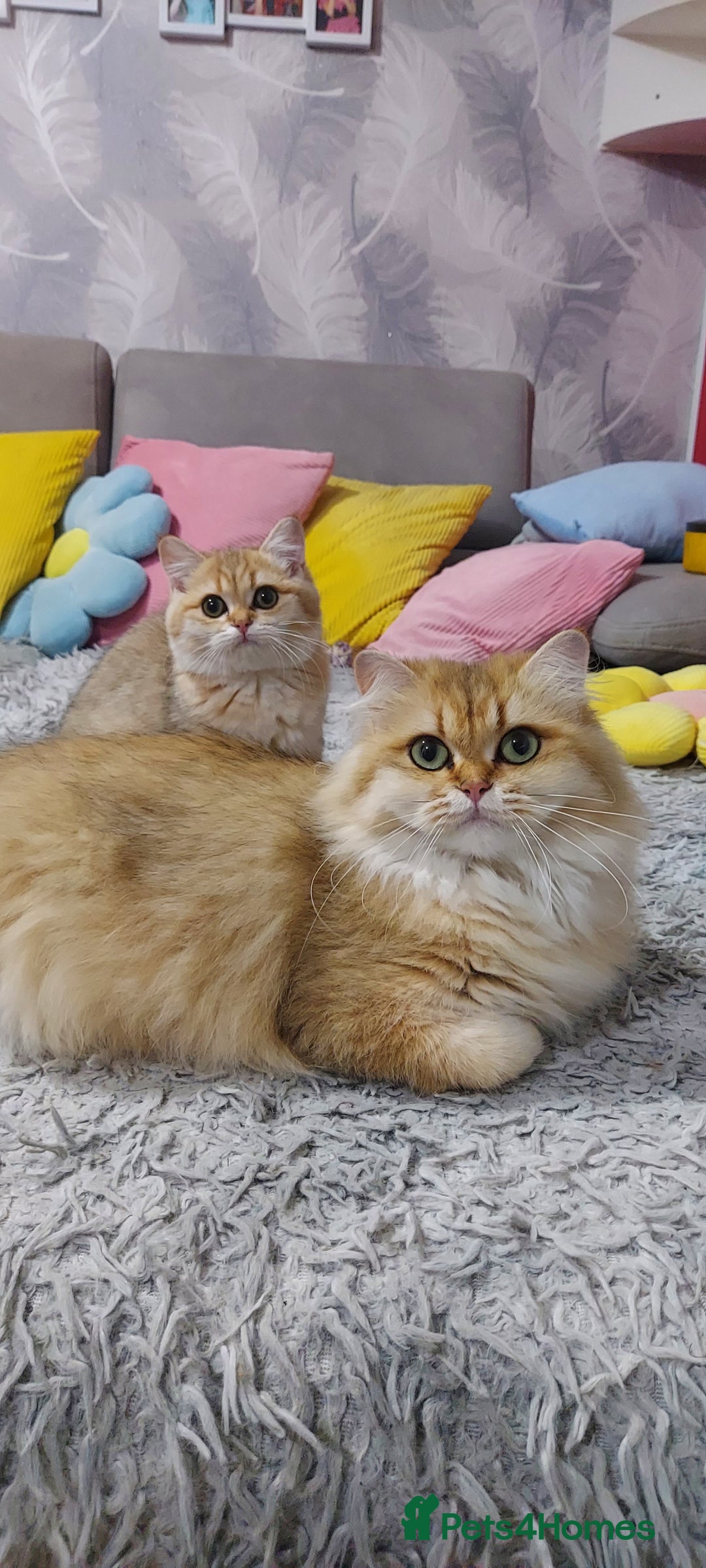 British Shorthair cats for sale: Golden British shorthair Pedigree Neutered  - Image 16