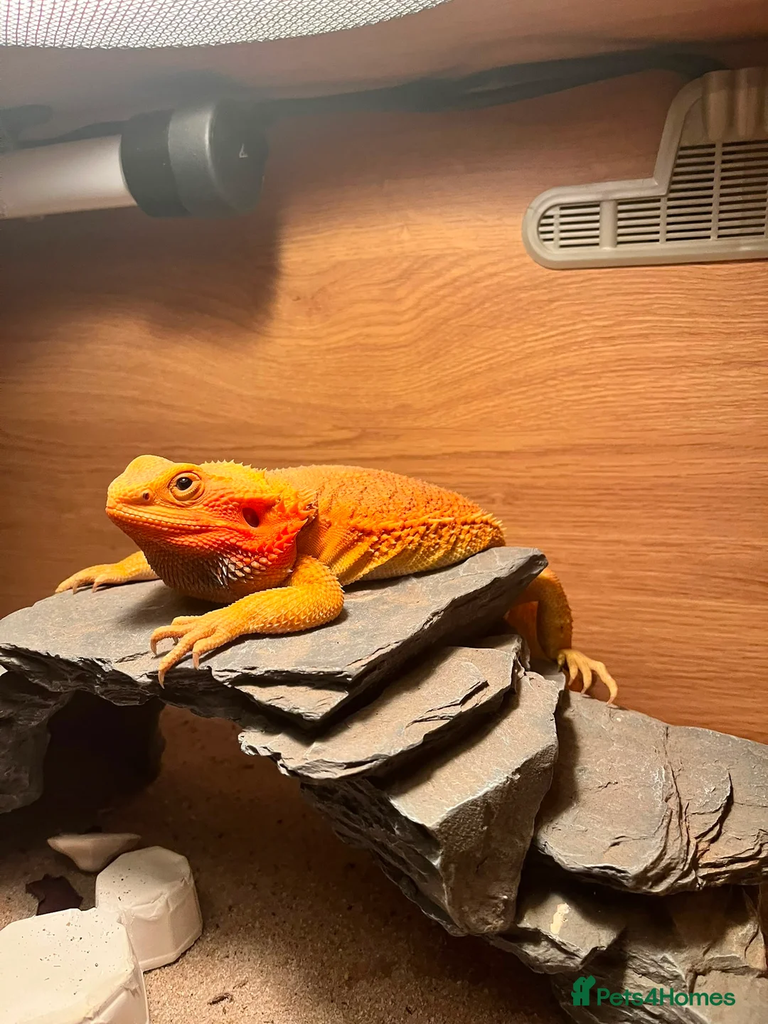 Bearded Dragon reptiles for sale: Reggie - Bearded Dragon  - Advert 2